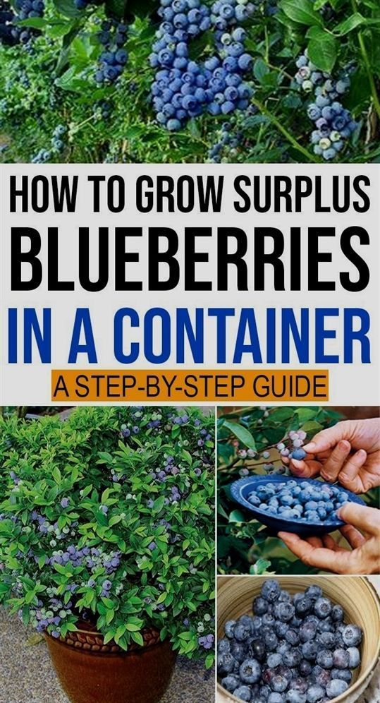 Stop buying blueberries. Use these clever methods to get a never-ending supply