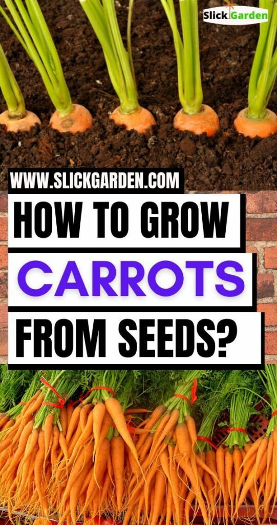 Growing Carrots at Home in Plastic Bags: A Simple and Space-Efficient Guide.