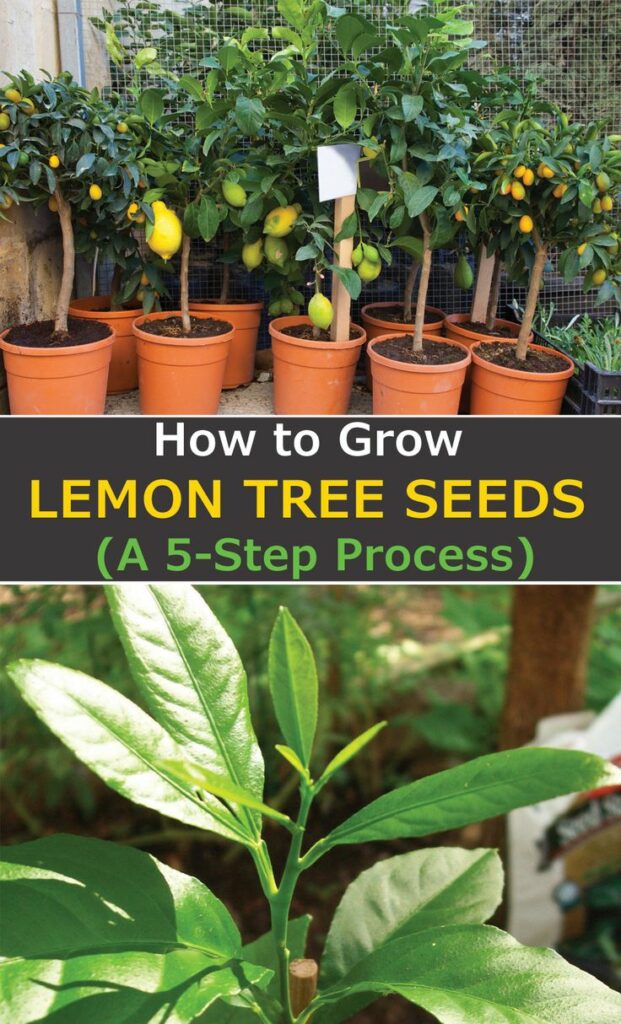 How to grow a lemon tree from a single seed, and what is the express option